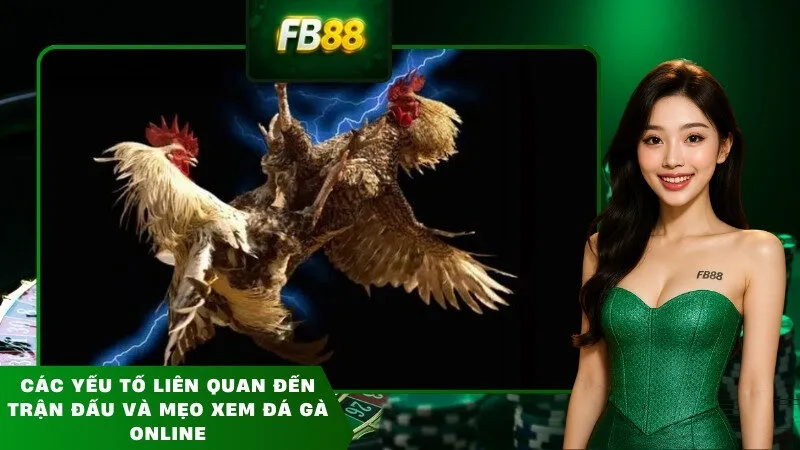 Các yếu tố liên quan đến trận đấu và mẹo xem đá gà online