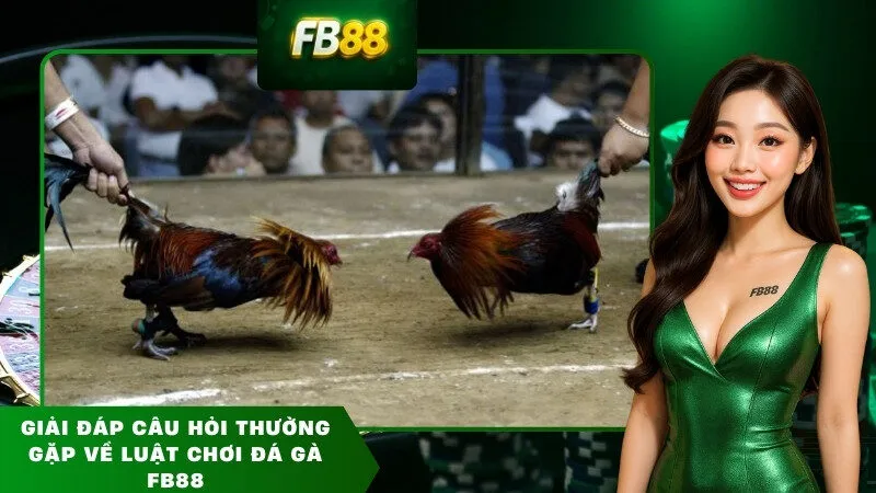 Giải đáp câu hỏi thường gặp về luật chơi đá gà FB88