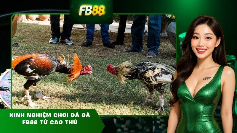 Kinh nghiệm chơi đá gà FB88 từ cao thủ