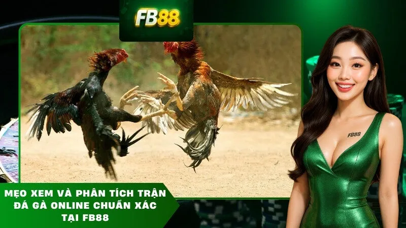 Mẹo xem và phân tích trận đá gà online chuẩn xác tại FB88
