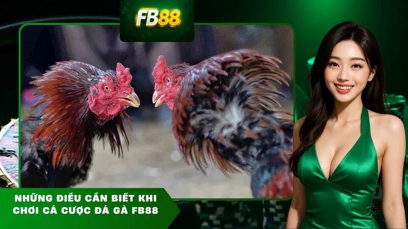 Những điều cần biết khi chơi cá cược đá gà FB88