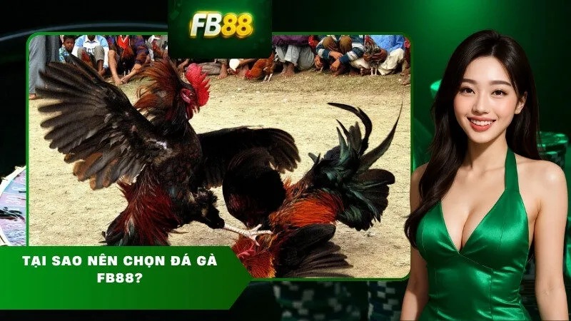 Tại sao nên chọn Đá gà FB88?